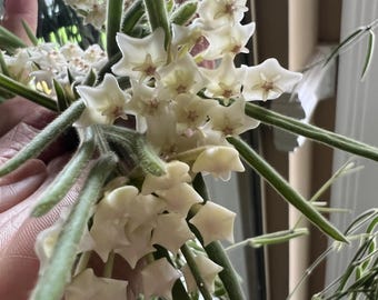 Rare Hoya Linearis : usine de cire tropicale d'intérieur
