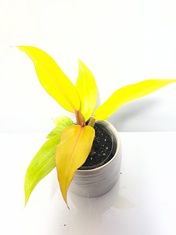 plant pot lamp Flowerpot Portable Lamp by &Tradition Cobalt Blue