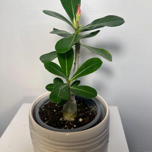 Plant adenium obesum desert rose-4" pot