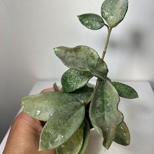 Hoya Polyneura Broget - Etsy Canada