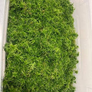 Peut inclure: Une collection dense de sphaigne vert vif tassée dans un récipient rectangulaire en plastique transparent. La mousse présente une texture fine en forme d'étoile avec de nombreuses tiges et feuilles créant un tapis épais, luxuriant et uniforme.