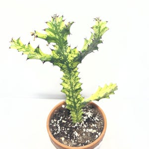 Plant cactus euphorbia trigona variegated