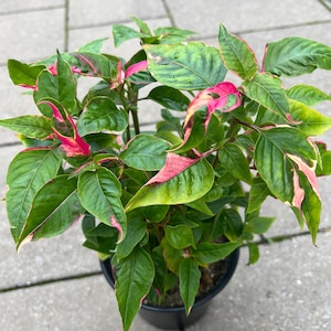 May include: A potted plant with pointed, ovate leaves featuring a deep green base colour and vibrant pink variegation along the edges and tips. The plant is housed in a simple black plastic container, displaying a dense, bushy growth pattern.
