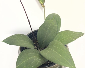 Indoor rare plant Hoya Potsii  -  4" Pot