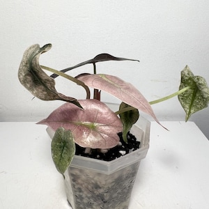 May include: A potted Alocasia plant featuring heart-shaped leaves in shades of soft pink, muted green, and dark grey. The plant is housed in a clear, hexagonal plastic container filled with dark soil and white perlite potting mix.