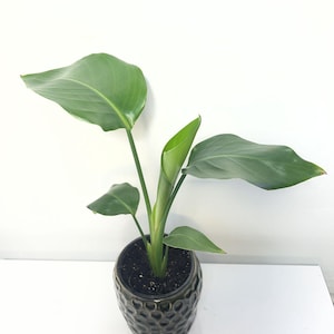 Houseplant Strelitzia Nicolai bird of paradise yellow bird- 4" pot