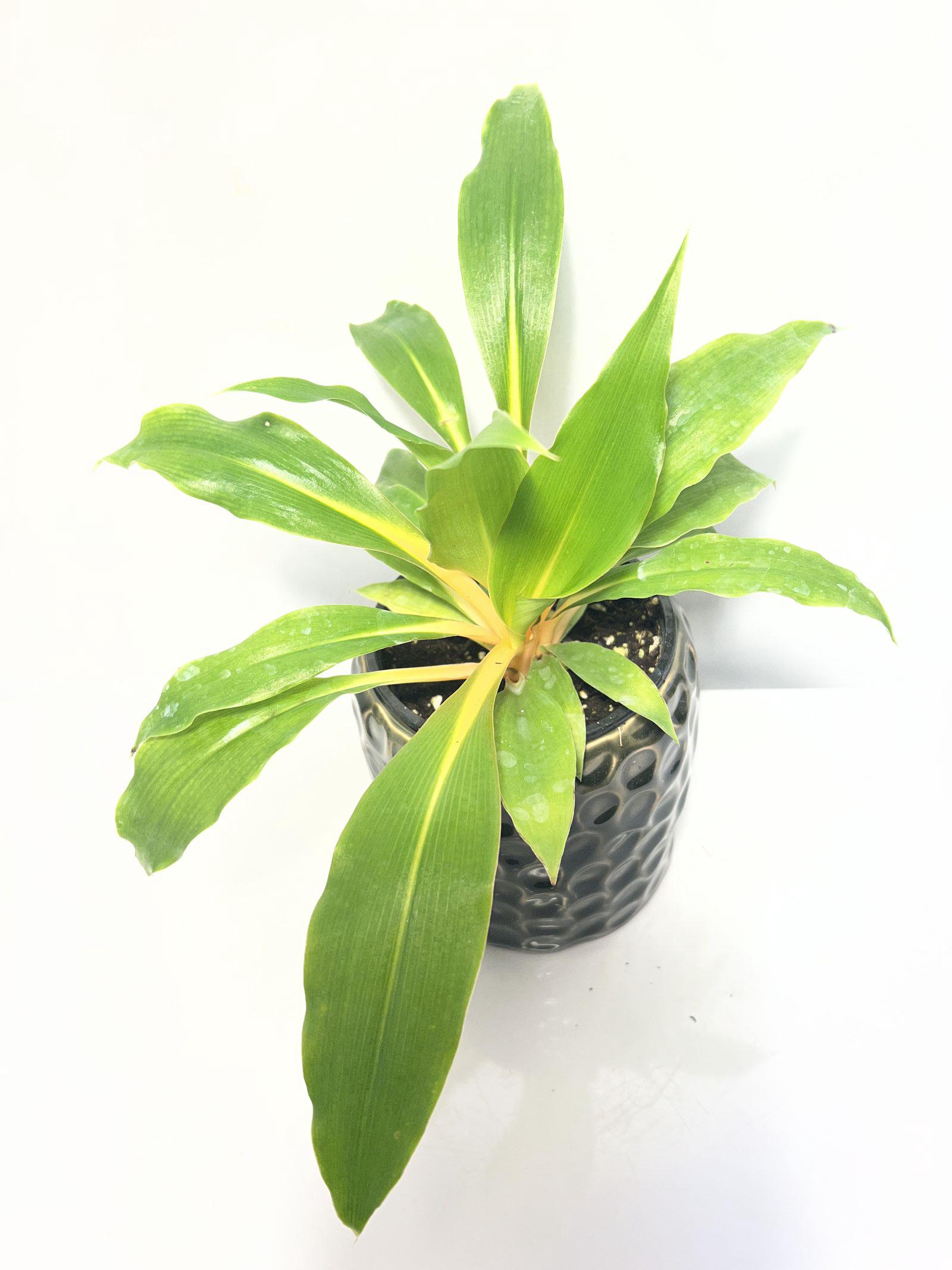 House Plant Mandarin Spider Plant Chlorophytum Amaniense Fire Flash - Etsy  Canada