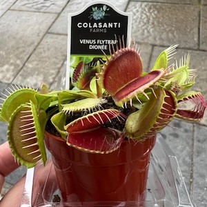 May include: A Venus flytrap plant in a brown plastic pot with a Colasanti Farms label that reads Venus Flytrap Dionée. The plant features multiple green leaves with red-tinted, hinged traps lined with stiff, white, hair-like cilia along the edges.