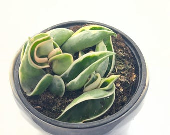 Hoya compacta variegated: albomarginata 3 rooted cuttings in 4" pot