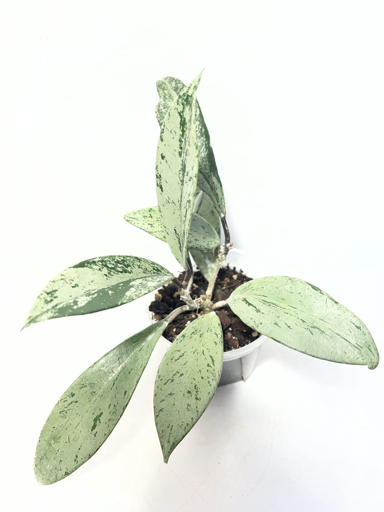 Hoya Pubicalyx Pink Silver Ghost - Etsy Canada
