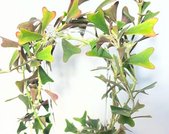 Full plant rare Hoya Manipurensis