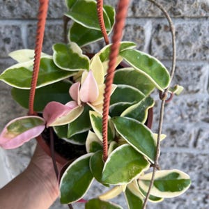 Peut inclure: Une plante Hoya carnosa tricolor dans un pot suspendu marron avec des feuilles épaisses et cireuses présentant des motifs panachés de vert foncé, de blanc crème et de rose tendre. La plante est suspendue par des cordons en plastique orange.