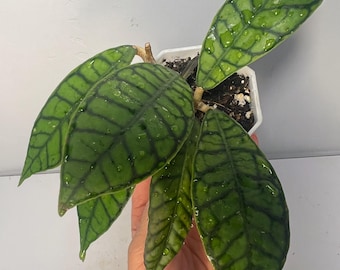Hoya Callistophylla | Rare Hoya Plant - Etsy Canada