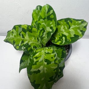 May include: A potted Aglaonema plant featuring broad, oval-shaped leaves with a variegated pattern of dark green, medium green, and light lime green patches. The plant is housed in a simple grey plastic container, displaying a dense, lush foliage.