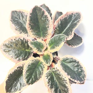Plante d'intérieur Africin, feuilles panachées de rose-violet