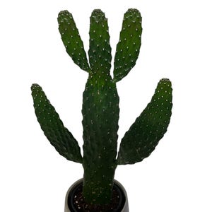 Peut inclure: Un cactus opuntia vert avec une tige centrale et quatre raquettes ramifiées, présentant de petites épines blanches sur sa surface texturée. La plante est en pot dans un contenant cylindrique beige clair lisse avec une base légèrement nervurée.