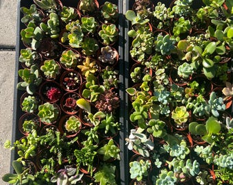 Succulent Party Favors: Mixed Variety in 2" Pots
