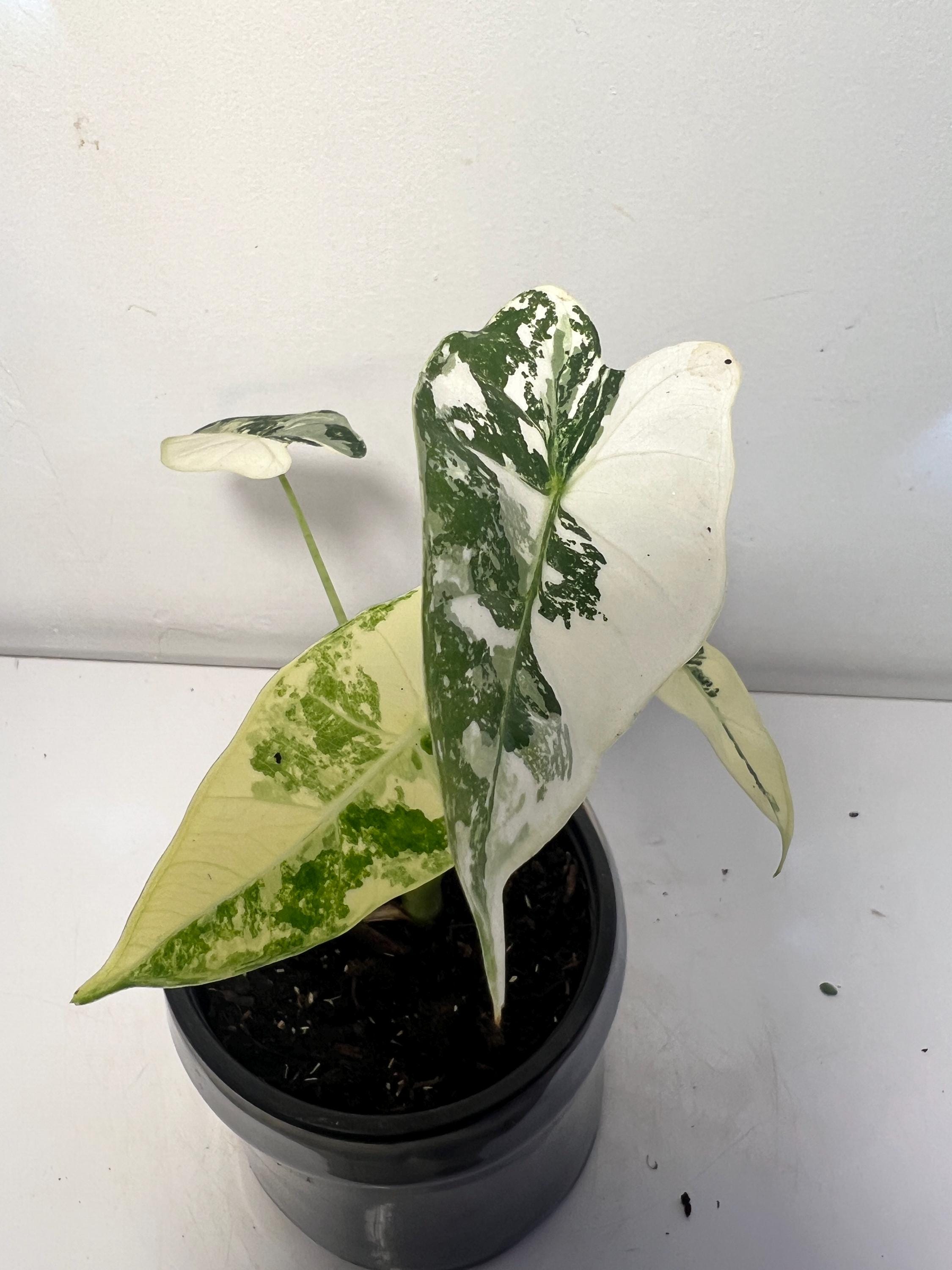 Alocasia Jacklyn Variegated - Etsy Canada