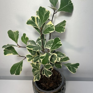 Peut inclure: Une plante en pot avec des feuilles vertes et crème. La plante est dans un pot texturé gris foncé. Les feuilles ont une forme unique et sont disposées autour des tiges. Le fond est blanc.