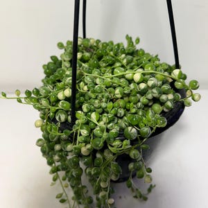 May include: A String of Pearls plant in a black hanging pot, featuring small, round, green and white variegated leaves. The plant hangs from black metal wires. The trailing stems of the plant create a cascading effect, adding visual interest.