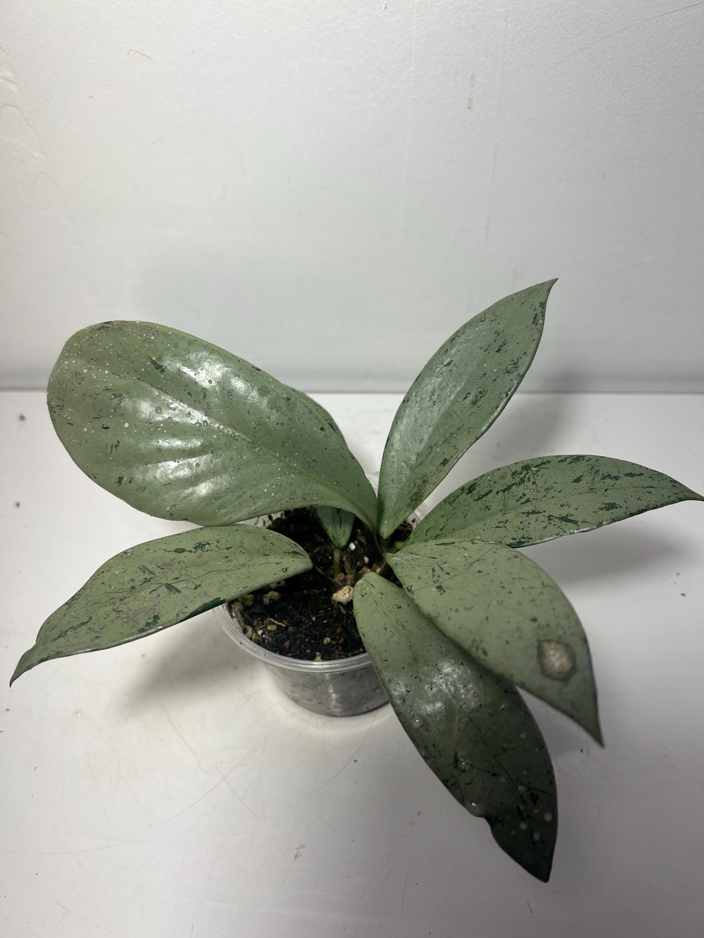 Hoya Pubicalyx Pink Silver Ghost - Etsy Canada