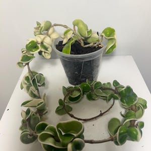 Peut inclure: Une plante Hoya carnosa compacta avec des feuilles panachées, recourbées, vertes et crème, poussant dans un pot en plastique transparent rempli de terreau sombre. La longue tige traînante est enroulée sur la surface sous le pot.