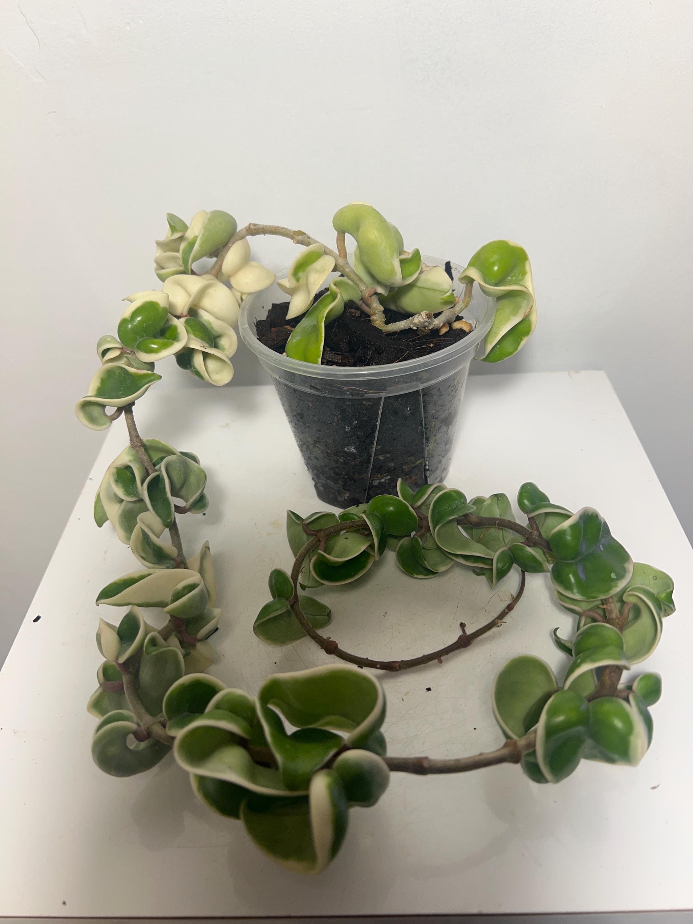 Hoya Argentea Princess - Etsy Canada