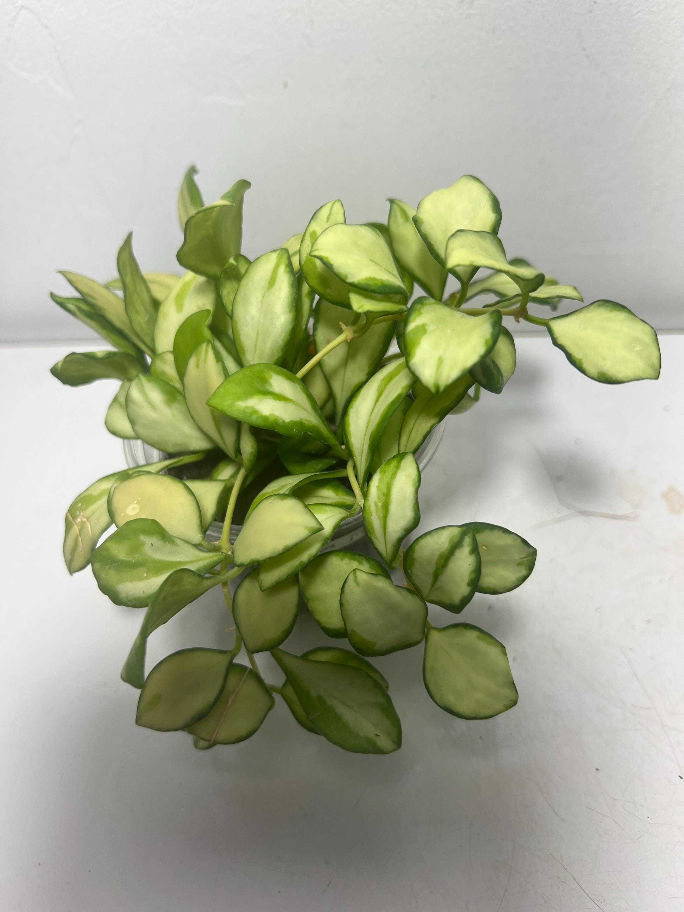 Hoya Mathilde Variegated - Etsy Canada