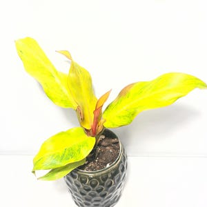 May include: A Philodendron plant with vibrant yellow and green variegated leaves and reddish stems, potted in a dark green, textured ceramic container with a dimpled, honeycomb-like pattern on the exterior surface.