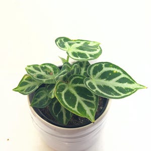May include: A small Anthurium plant with heart-shaped, dark green leaves featuring prominent, light green to white veining. The plant is potted in a simple, white, cylindrical ceramic container with subtle horizontal ridges along the exterior.