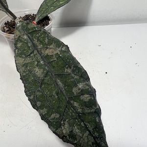 May include: A Hoya plant with large, textured leaves. The leaves are a deep green with a mottled pattern and prominent veining. The plant is in a clear plastic pot, showing the soil and roots.