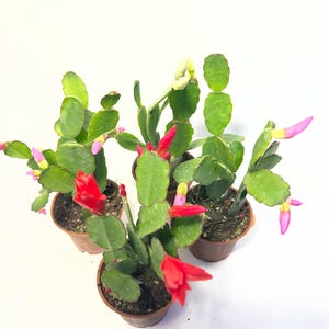 Blooming plant spring /easter cactus 2.5"