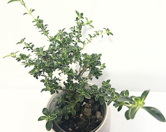 Plant Bonsai serissa variegated snowrose