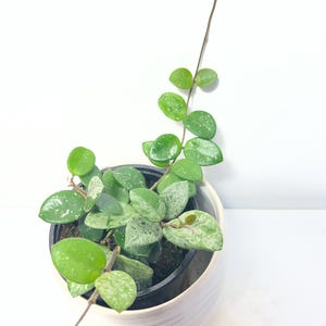 May include: A Hoya plant with variegated, speckled green and silver leaves growing in a black plastic nursery pot, which is placed inside a white, ribbed ceramic planter. The plant features a long, thin vine extending upwards with small, round leaves.
