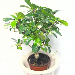 Peut inclure: Un petit bonsaï avec des feuilles vertes vives et de minuscules fleurs blanches. L'arbre est planté dans un pot marron, lui-même placé dans un pot en céramique blanc décoratif avec un motif floral et d'oiseaux rose. Le fond est blanc uni.