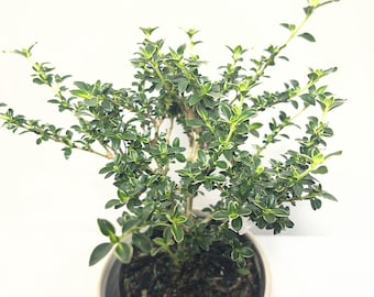 Bonsaï serissa panaché