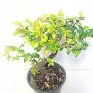 Prefinished bonsai- Fukien tea/ jabocaba tree/ Ficus willow leaf/ Natal plum