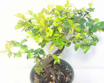 Prefinished bonsai- Fukien tea/ jabocaba tree/ Ficus willow leaf/ Natal plum