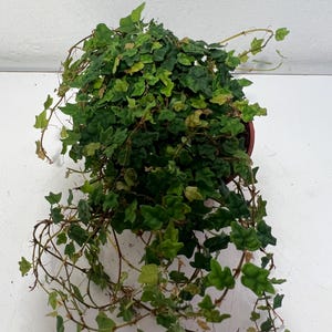 May include: A trailing ivy plant with small, lobed, dark and light green leaves growing in a round terracotta-coloured plastic pot. The plant features numerous thin, winding stems that extend outward from the centre of the foliage.