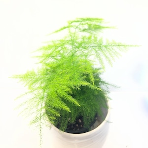 May include: A bright green asparagus fern in a white ceramic pot. The fern has fine, needle-like leaves, giving it a dense, textured look. The pot is round with a gently curved rim, set against a plain white backdrop.
