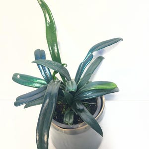 May include: A houseplant with long, narrow, dark green leaves that have a metallic, iridescent sheen. The plant is potted in a smooth, cylindrical, dark grey ceramic container. The leaves grow in a dense cluster, with some pointing upwards.