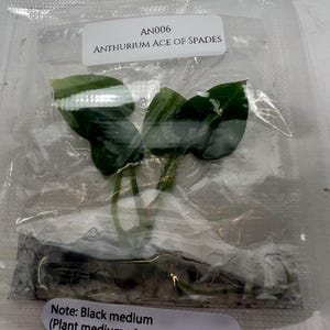 May include: A small Anthurium Ace of Spades plant with two dark green leaves sealed in a clear plastic bag. A white label at the top reads AN006 ANTHURIUM ACE OF SPADES. A bottom label reads Note: Black medium (Plant medium+Activated charcoal).
