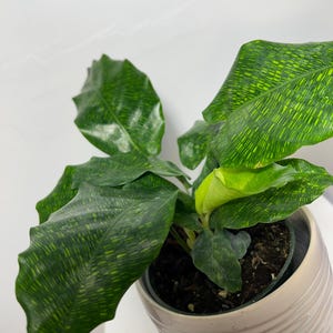 House plant calathea Stella/ white fusion/ roseopicta / orbifolia/ lancifolia