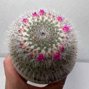 Cactus dans des pots en terre cuite