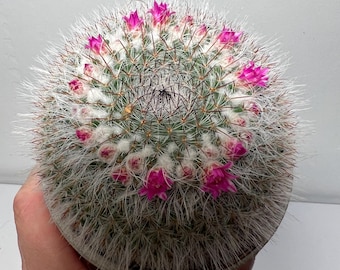cactus plant in terracotta pots
