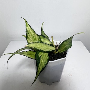 Hoya Madara Snow Angel - Etsy Canada