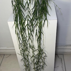 Rare Hoya Linearis : usine de cire tropicale d&#39;intérieur