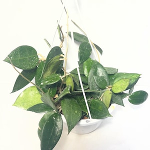May include: A hanging Hoya plant in a white pot. The plant has dark green, oval leaves with lighter green and white markings. The pot is suspended by white cords against a white backdrop, showcasing a vibrant houseplant.
