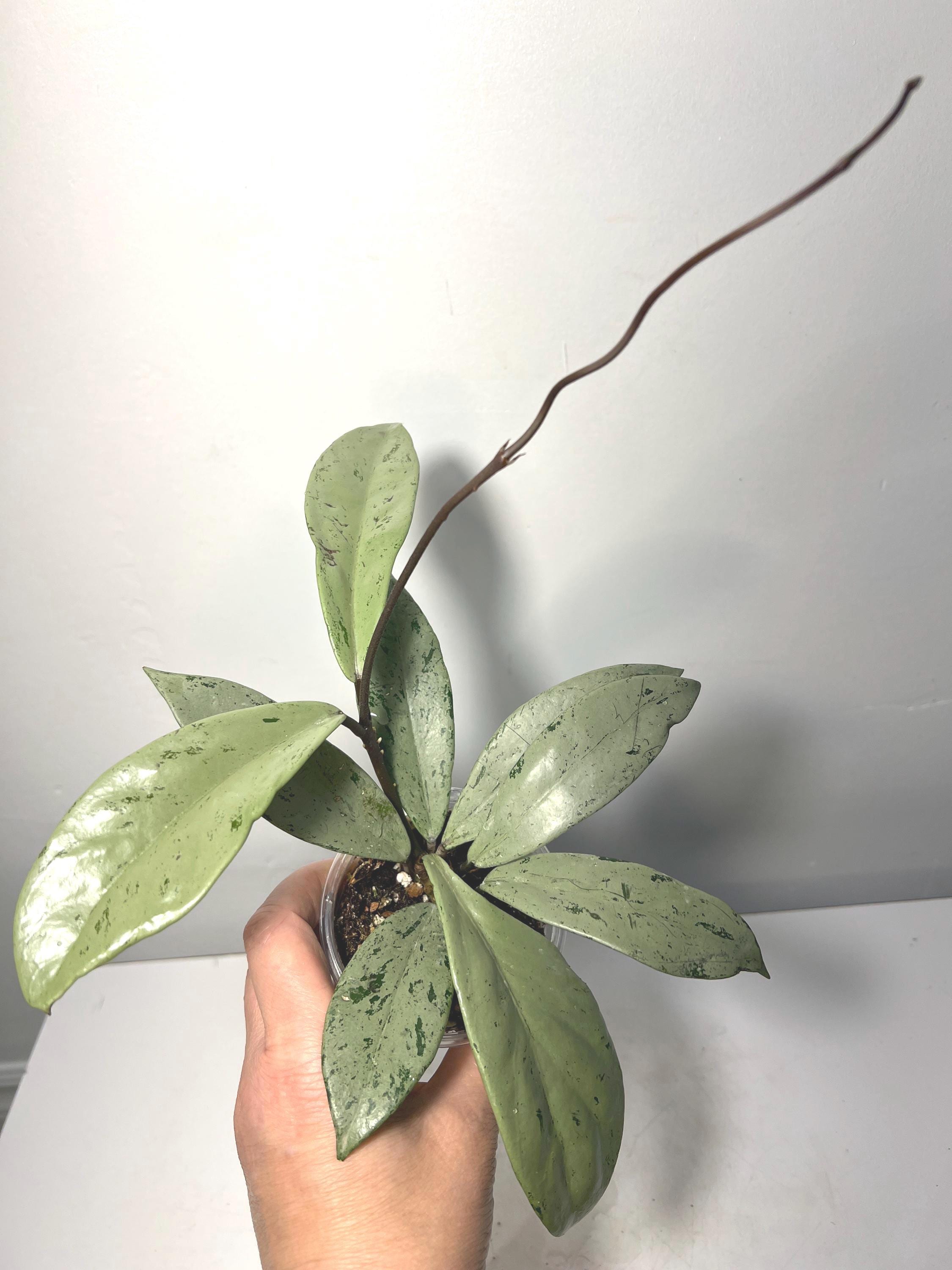 Hoya Pubicalyx Pink Silver Ghost - Etsy Canada