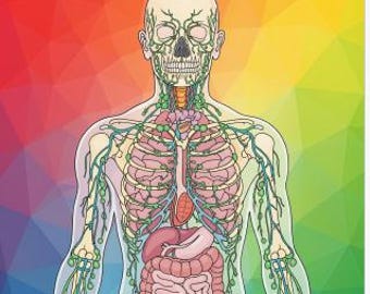 Lymphatic & Immune System: The Human Anatomy Coloring Book